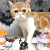 エキゾチックショートヘア【兵庫県・女の子・2025年6月18日・レッドタビー&ホワイト】の写真4