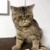 エキゾチックショートヘア【兵庫県・女の子・2025年5月2日・ブラウンタビー】の写真13