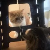 エキゾチックショートヘア【兵庫県・男の子・2025年5月2日・レッドタビー&ホワイト】の写真6