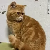 エキゾチックショートヘア【兵庫県・男の子・2025年6月18日・レッドタビー】の写真4