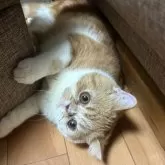 エキゾチックショートヘア【兵庫県・男の子・2025年5月2日・レッドタビー&ホワイト】の写真10