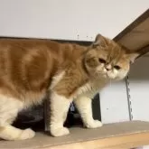 エキゾチックショートヘア【兵庫県・男の子・2025年5月2日・レッドタビー&ホワイト】の写真4