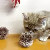 エキゾチックショートヘア【兵庫県・男の子・2025年6月18日・レッドタビー】の写真10「秋ですね」