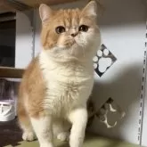 エキゾチックショートヘア【兵庫県・男の子・2025年5月2日・レッドタビー&ホワイト】の写真3