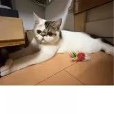 エキゾチックショートヘア【兵庫県・男の子・2025年6月18日・ブラウンタビー&ホワイト】の写真12