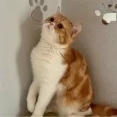 エキゾチックショートヘア【兵庫県・女の子・2025年6月18日・レッドタビー&ホワイト】の写真3