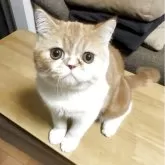 エキゾチックショートヘア【兵庫県・男の子・2025年5月2日・レッドタビー&ホワイト】の写真14