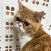 エキゾチックショートヘア【兵庫県・女の子・2025年6月18日・レッドタビー&ホワイト】の写真4