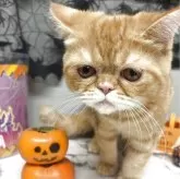 エキゾチックショートヘア【兵庫県・男の子・2025年6月18日・レッドタビー】の写真3