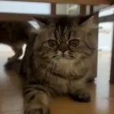 エキゾチックショートヘア【兵庫県・女の子・2025年5月2日・ブラウンタビー】の写真3