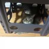 エキゾチックショートヘア【兵庫県・女の子・2025年5月2日・ブラウンタビー】の写真15