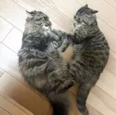 エキゾチックショートヘア【兵庫県・女の子・2025年5月2日・ブラウンタビー】の写真11