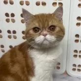 エキゾチックショートヘア【兵庫県・女の子・2025年6月18日・レッドタビー&ホワイト】の写真2「まっすぐな瞳でこっちを見てきます💕」