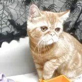 エキゾチックショートヘア【兵庫県・男の子・2025年6月18日・レッドタビー】の写真4