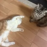 エキゾチックショートヘア【兵庫県・男の子・2025年5月2日・レッドタビー&ホワイト】の写真12