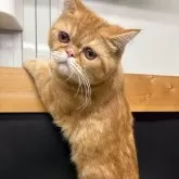 エキゾチックショートヘア【兵庫県・男の子・2025年6月18日・レッドタビー】の写真6