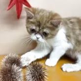 エキゾチックショートヘア【兵庫県・女の子・2025年6月18日・レッドタビー&ホワイト】の写真11