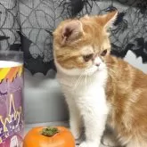 エキゾチックショートヘア【兵庫県・女の子・2025年6月18日・レッドタビー&ホワイト】の写真2