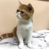 エキゾチックショートヘア【兵庫県・女の子・2025年6月18日・レッドタビー&ホワイト】の写真10