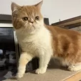 エキゾチックショートヘア【兵庫県・男の子・2025年5月2日・レッドタビー&ホワイト】の写真2