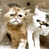 エキゾチックショートヘア【兵庫県・男の子・2025年6月18日・レッドタビー】の写真11「シャンプー大人しいです」