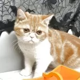 エキゾチックショートヘア【兵庫県・女の子・2025年6月18日・レッドタビー&ホワイト】の写真5