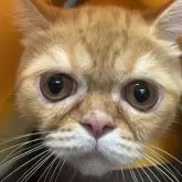 エキゾチックショートヘア【兵庫県・男の子・2025年6月18日・レッドタビー】の写真7