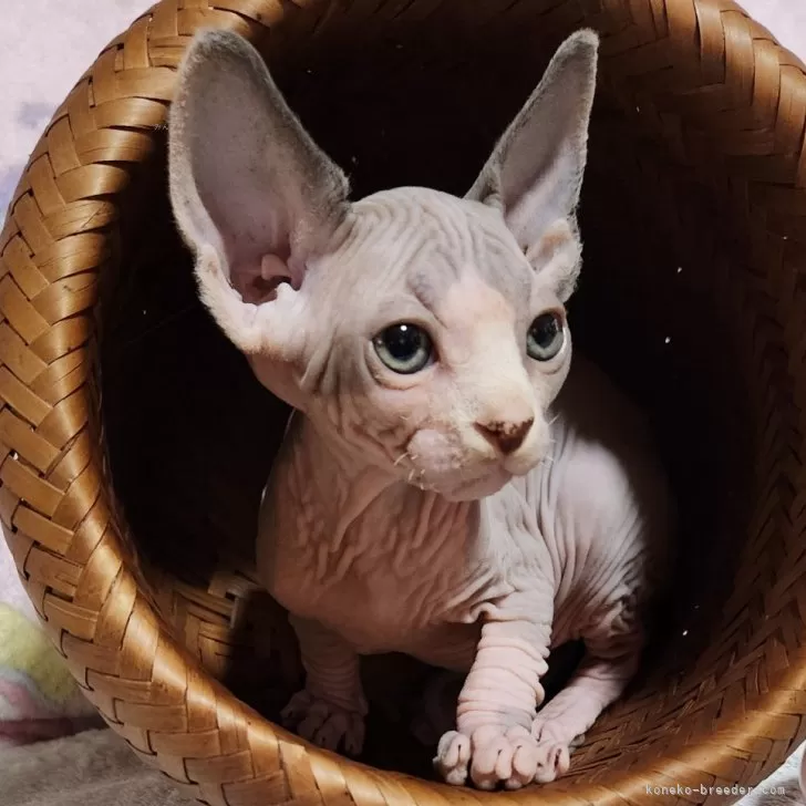 ID:2503-01260の子猫