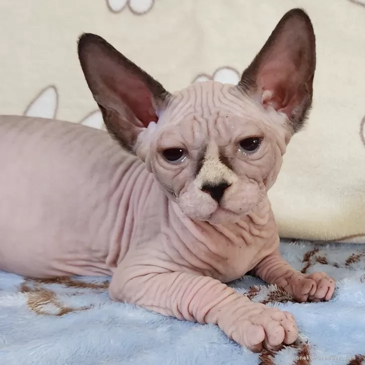 ID：2503-01265の子猫