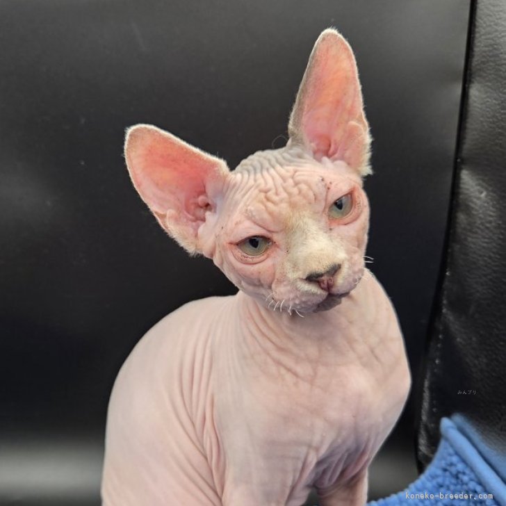 ブリーダー画像