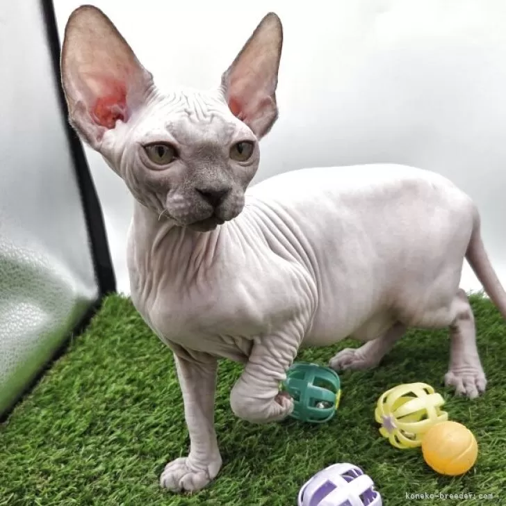 ID:2508-02992の子猫