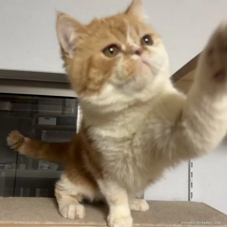 エキゾチックショートヘア【兵庫県・男の子・2025年5月2日・レッドタビー&amp;ホワイト】の写真1「抱っこ大好き、人懐っこいです😸見に来て抱っこしてあげてください」