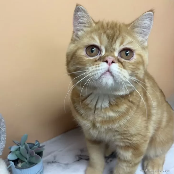 エキゾチックショートヘア【兵庫県・男の子・2025年6月18日・レッドタビー】の写真1「抱っこ大好き💕今なら写真の柿をサービスします（笑）ぜひ一度見に来て下さい🙇🏻‍♂️」