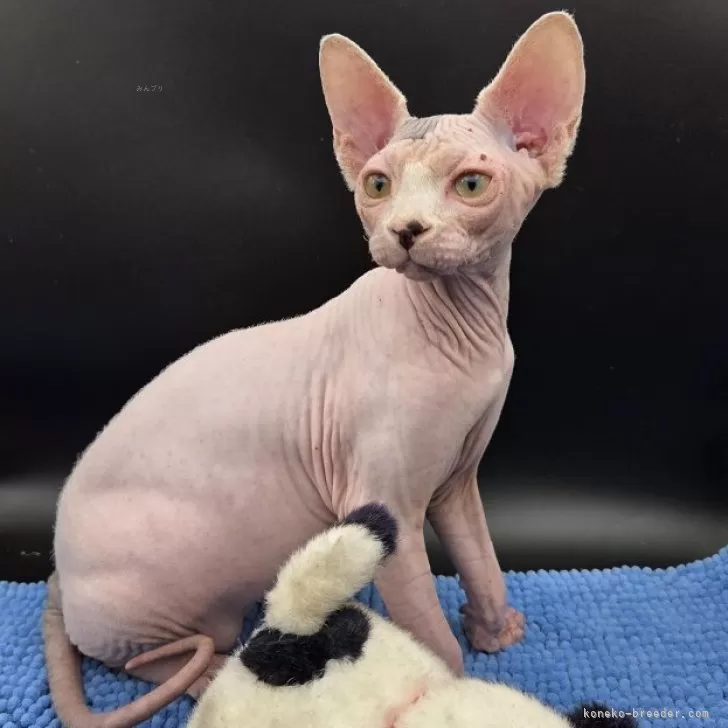 スフィンクス【兵庫県・男の子・2025年7月4日・無毛】の写真1「可愛いでしょう。！」