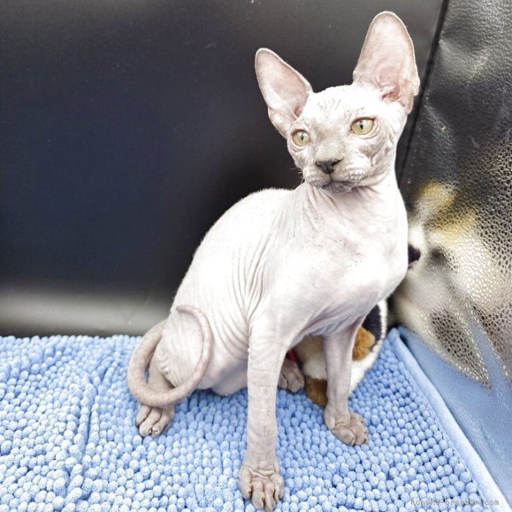 ブリーダー画像