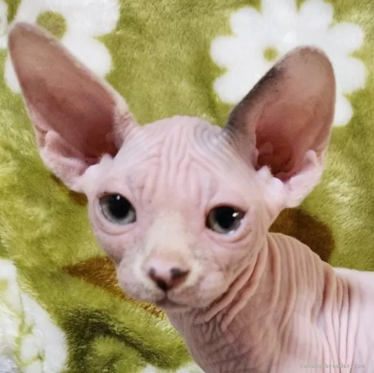 ID：2503-01262の子猫