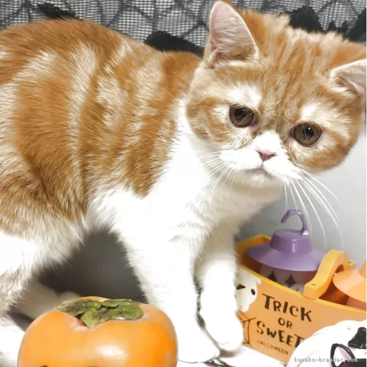 エキゾチックショートヘア【兵庫県・女の子・2025年6月18日・レッドタビー&ホワイト】の写真1「人懐っこく抱っこ大好き💕可愛いですよ😍ぜひ見に来て下さい🙇🏻♂️」