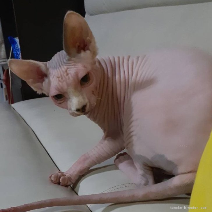 ブリーダー画像