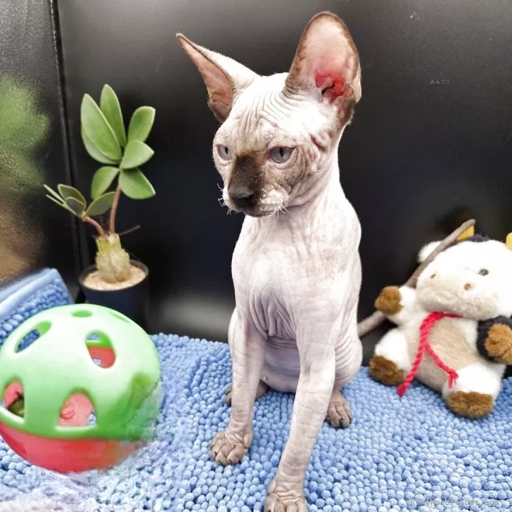 スフィンクス【兵庫県・女の子・2025年7月4日・無毛】の写真1「もう元気なお姉さん。よろしく」