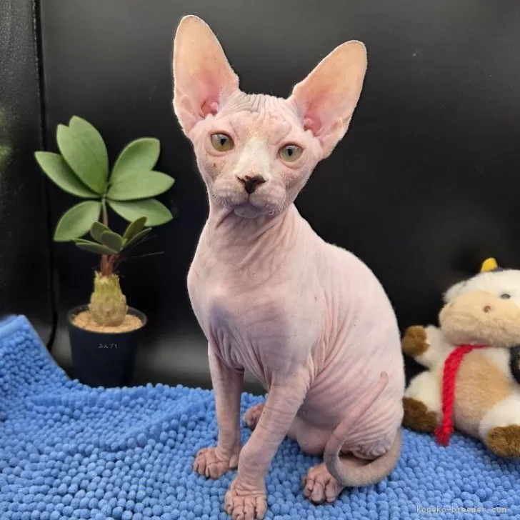 スフィンクス【兵庫県・男の子・2025年7月4日・無毛】の写真1「可愛いでしょう。！」