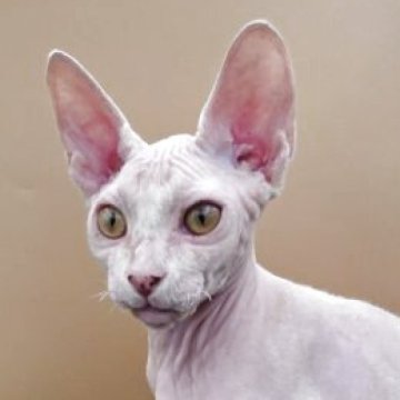 ドウェルフ【兵庫県・男の子・2025年6月26日・ホワイト（ホワイト）】の写真「ずいぶん可愛くなりましたよ。」