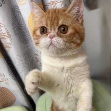 エキゾチックショートヘア【兵庫県・女の子・2025年6月18日・レッドタビー&ホワイト】の写真「人懐っこい可愛い子💕」