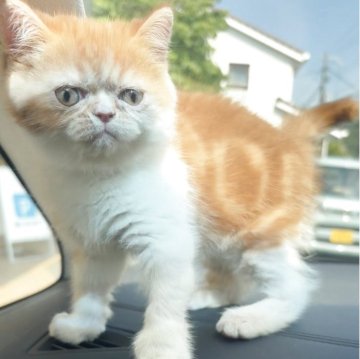 エキゾチックショートヘア【兵庫県・男の子・2025年5月2日・レッドタビー&ホワイト】の写真「この目つきにやられて下さい」
