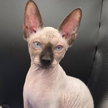 スフィンクス【兵庫県・女の子・2025年7月4日・無毛（ブラウン）】の写真「クリスマスは楽しく過ごしたいね。」