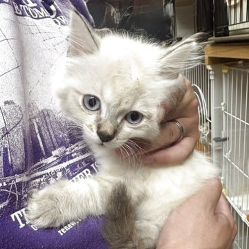 ミヌエット(長足)【兵庫県・男の子・2025年9月2日・シールリンクスポイント】の写真「ふわふわの毛並みと青いおめめがチャームポイント💕」