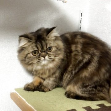 エキゾチックショートヘア【兵庫県・女の子・2025年5月2日・ブラウンタビー】の写真「ふっさふさの可愛い子」