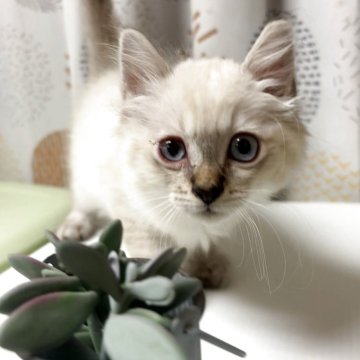 ミヌエット(長足)【兵庫県・男の子・2025年9月2日・シールリンクスポイント】の写真「ふわふわの毛並みと青いおめめがチャームポイント💕」