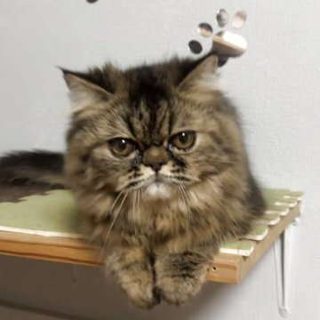 エキゾチックショートヘア【兵庫県・女の子・2025年5月2日・ブラウンタビー】の写真「ふっさふさの可愛い子」