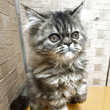エキゾチックショートヘア【兵庫県・女の子・2025年5月2日・ブラウンタビー】の写真「ふっさふさの可愛い子」