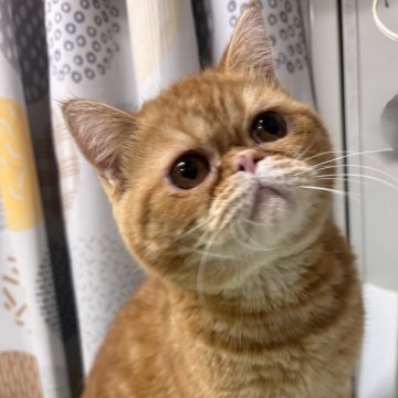 エキゾチックショートヘア【兵庫県・男の子・2025年6月18日・レッドタビー】の写真「綺麗な模様の可愛い子」